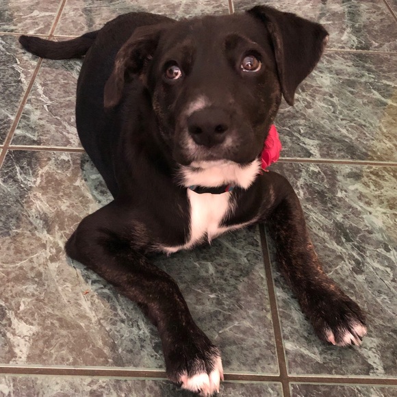 โจ๐โก๏ธPOSH AMBASSADOR!!! ๐ข๐๐๐ฅฟ - Picture 3 of 5